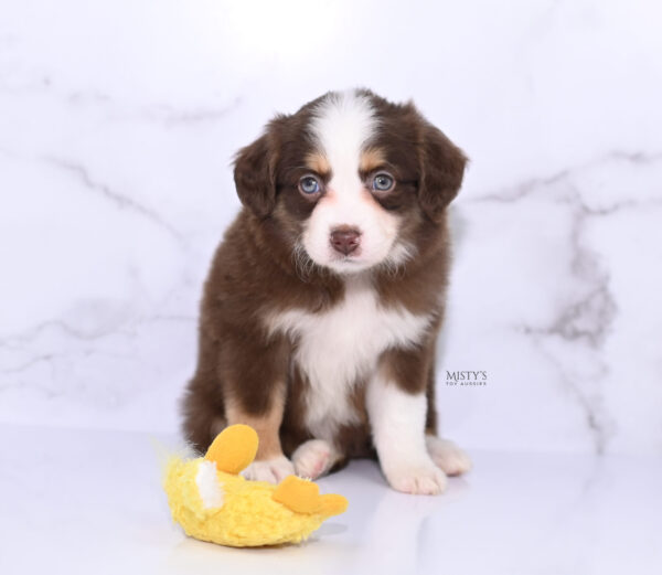 Mini / Toy Australian Shepherd Puppy Pipes