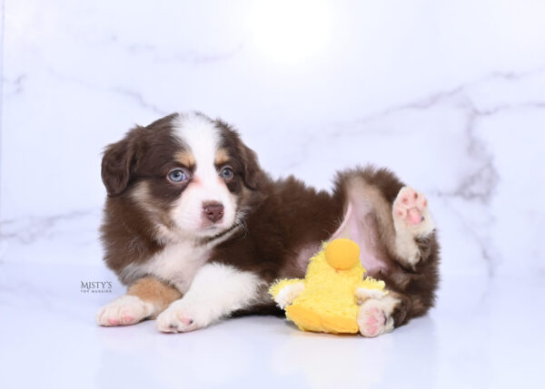 Mini / Toy Australian Shepherd Puppy Pipes