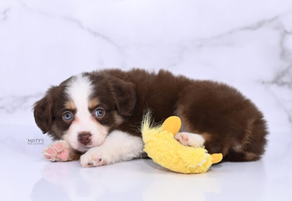 Mini / Toy Australian Shepherd Puppy Pipes