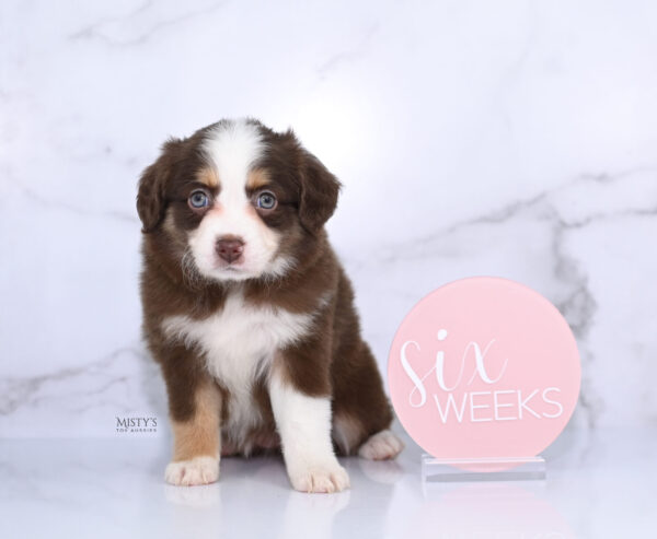 Mini / Toy Australian Shepherd Puppy Pipes