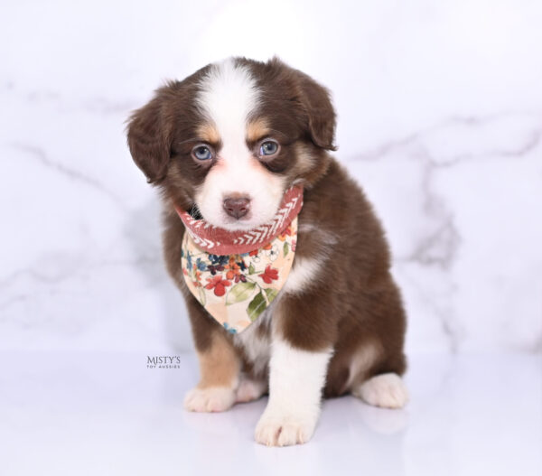 Mini / Toy Australian Shepherd Puppy Pipes