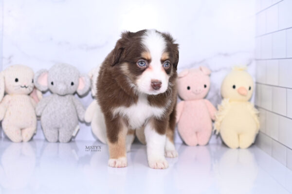 Mini / Toy Australian Shepherd Puppy Pipes