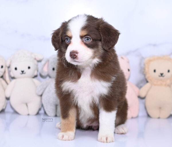 Mini / Toy Australian Shepherd Puppy Pipes