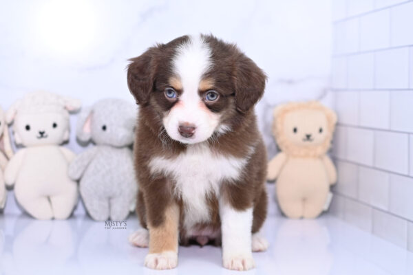 Mini / Toy Australian Shepherd Puppy Pipes