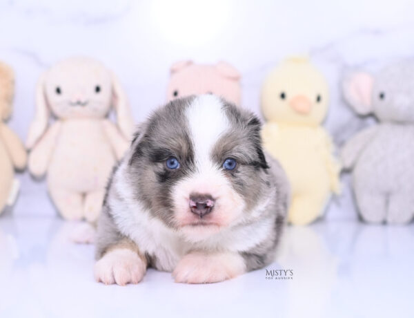 Mini / Toy Australian Shepherd Puppy Rerun