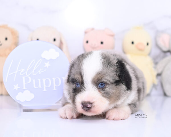 Mini / Toy Australian Shepherd Puppy Rerun
