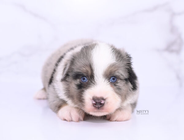 Mini / Toy Australian Shepherd Puppy Rerun