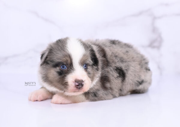 Mini / Toy Australian Shepherd Puppy Rerun