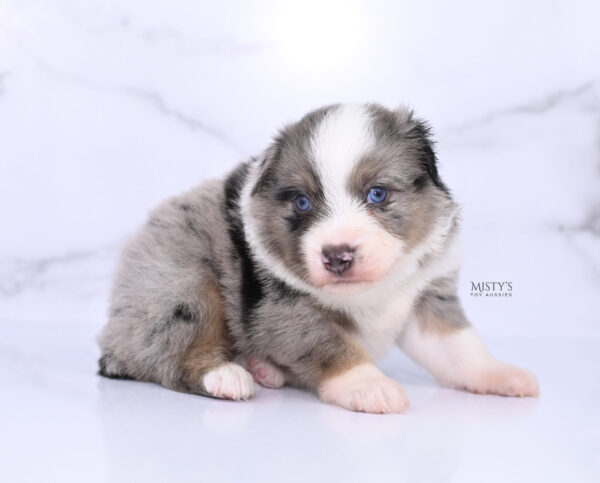 Mini / Toy Australian Shepherd Puppy Rerun