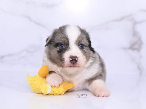 Mini / Toy Australian Shepherd Puppy Rerun
