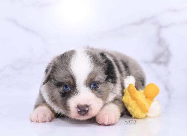 Mini / Toy Australian Shepherd Puppy Rerun