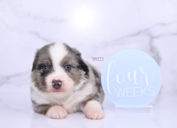 Mini / Toy Australian Shepherd Puppy Rerun
