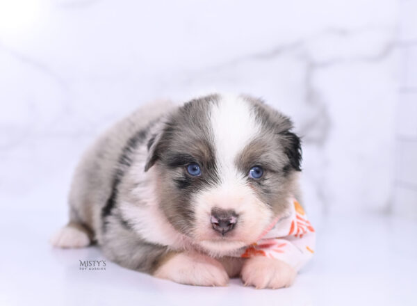 Mini / Toy Australian Shepherd Puppy Rerun