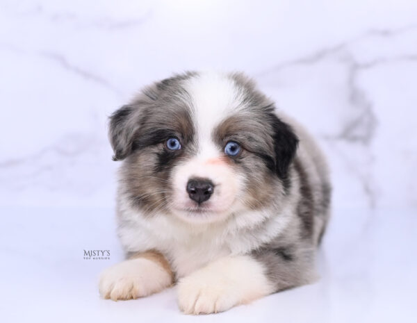 Mini / Toy Australian Shepherd Puppy Rerun