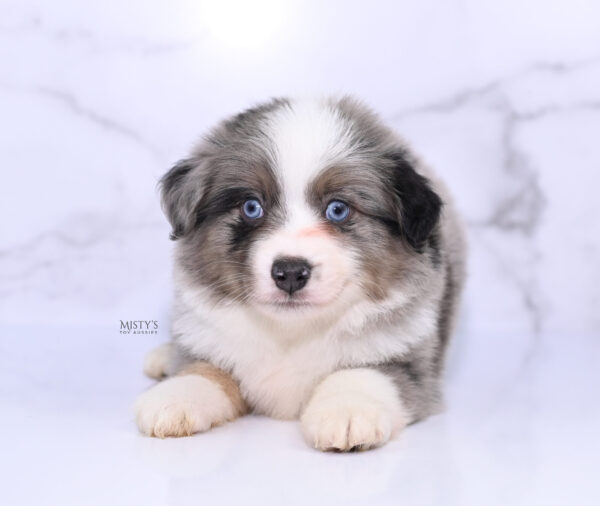 Mini / Toy Australian Shepherd Puppy Rerun