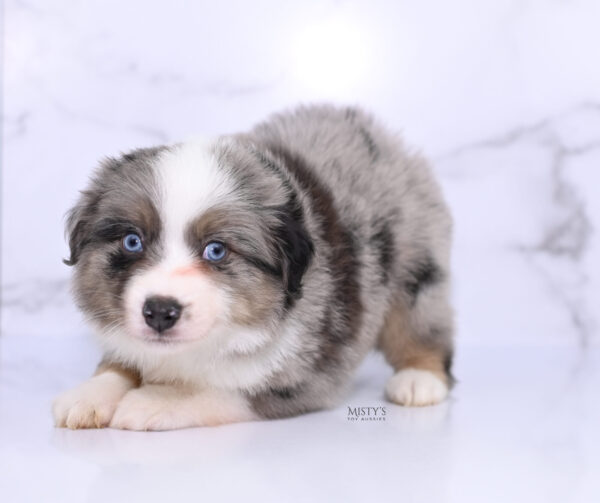 Mini / Toy Australian Shepherd Puppy Rerun