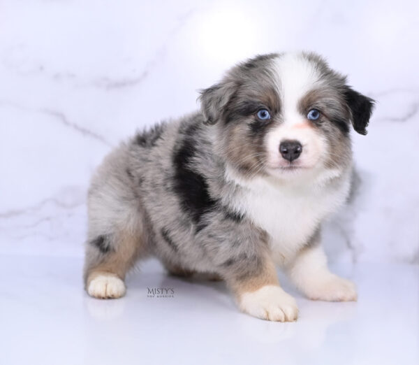 Mini / Toy Australian Shepherd Puppy Rerun