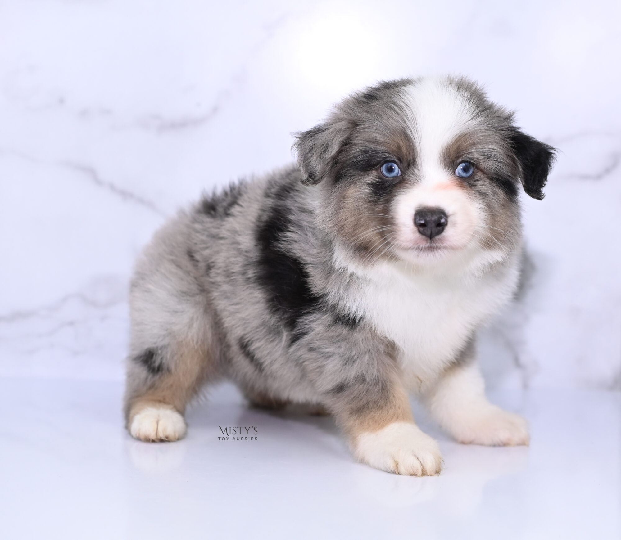 Puppy Nursery  Misty's Toy Aussies