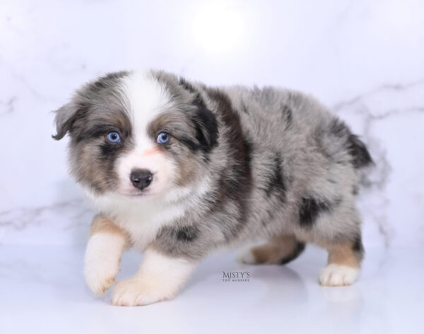 Mini / Toy Australian Shepherd Puppy Rerun