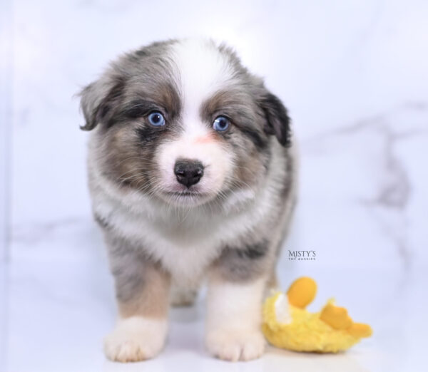 Mini / Toy Australian Shepherd Puppy Rerun