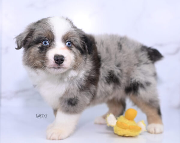 Mini / Toy Australian Shepherd Puppy Rerun
