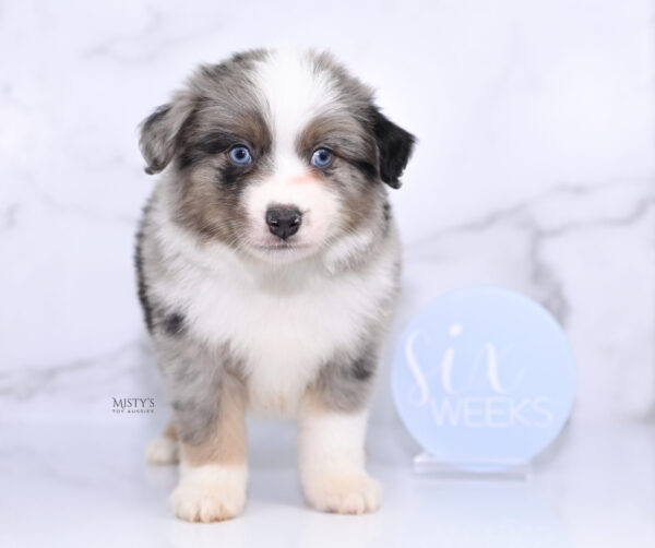Mini / Toy Australian Shepherd Puppy Rerun