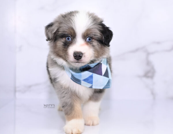 Mini / Toy Australian Shepherd Puppy Rerun