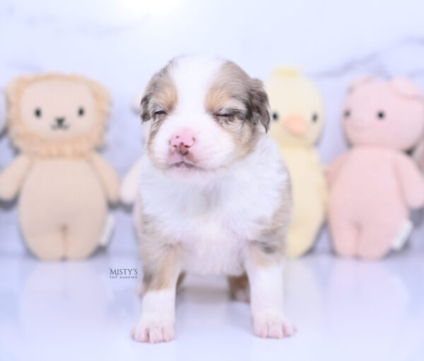 Mini / Toy Australian Shepherd Puppy Roony