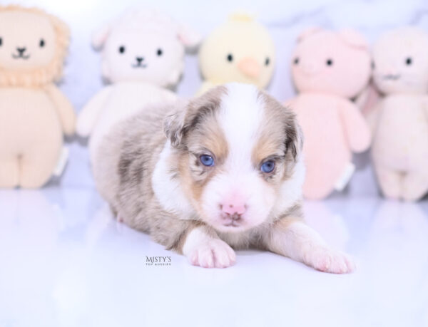 Mini / Toy Australian Shepherd Puppy Roony