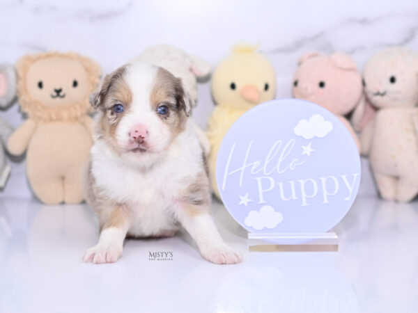 Mini / Toy Australian Shepherd Puppy Roony