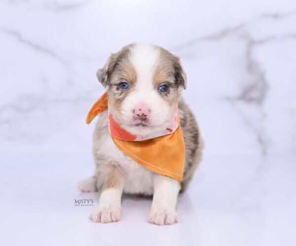 Mini / Toy Australian Shepherd Puppy Roony