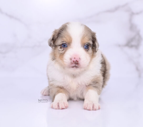 Mini / Toy Australian Shepherd Puppy Roony