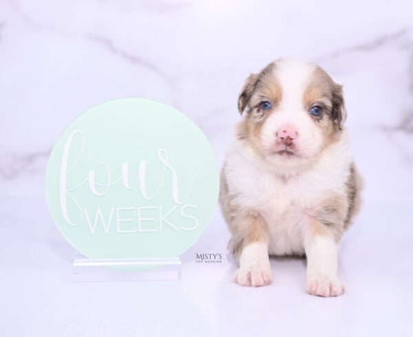 Mini / Toy Australian Shepherd Puppy Roony