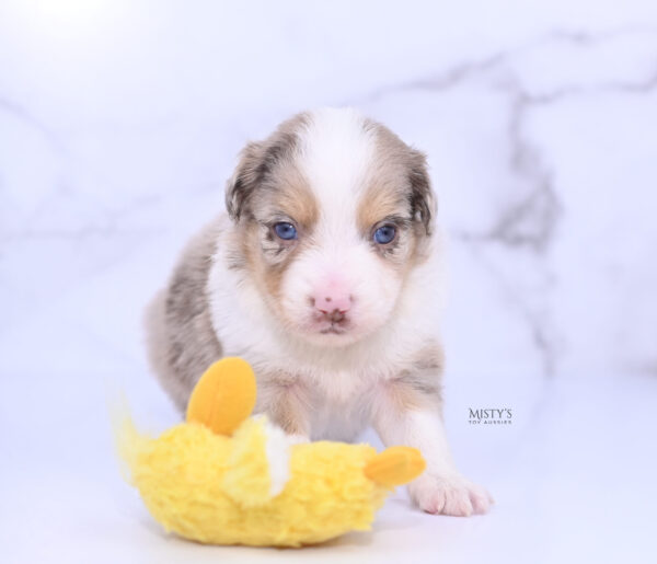 Mini / Toy Australian Shepherd Puppy Roony