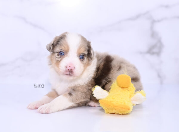 Mini / Toy Australian Shepherd Puppy Roony