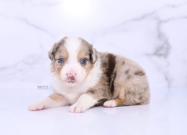 Mini / Toy Australian Shepherd Puppy Roony