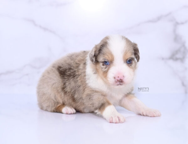 Mini / Toy Australian Shepherd Puppy Roony