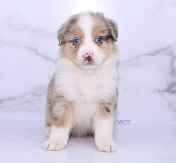 Mini / Toy Australian Shepherd Puppy Roony