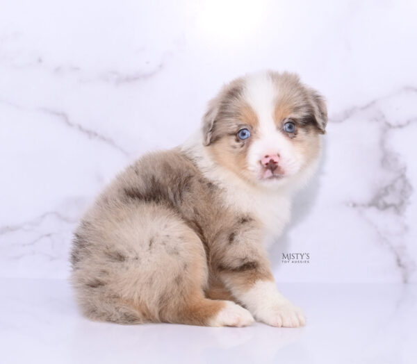 Mini / Toy Australian Shepherd Puppy Roony