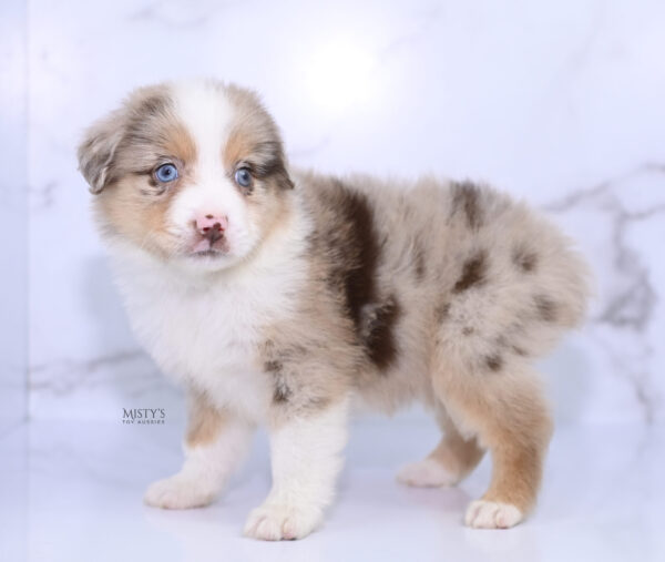 Mini / Toy Australian Shepherd Puppy Roony