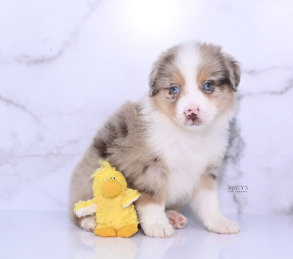 Mini / Toy Australian Shepherd Puppy Roony