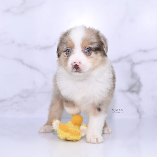 Mini / Toy Australian Shepherd Puppy Roony