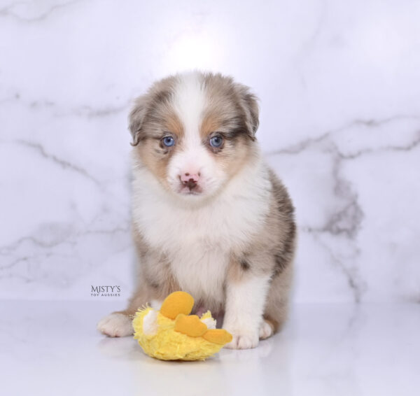 Mini / Toy Australian Shepherd Puppy Roony