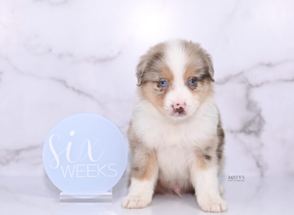 Mini / Toy Australian Shepherd Puppy Roony