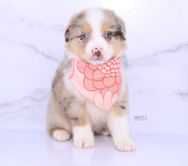 Mini / Toy Australian Shepherd Puppy Roony