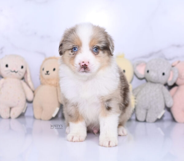 Mini / Toy Australian Shepherd Puppy Roony