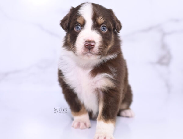 Mini / Toy Australian Shepherd Puppy Rooster