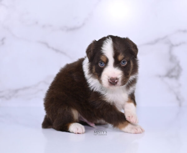 Mini / Toy Australian Shepherd Puppy Rooster