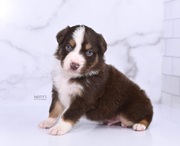 Mini / Toy Australian Shepherd Puppy Rooster