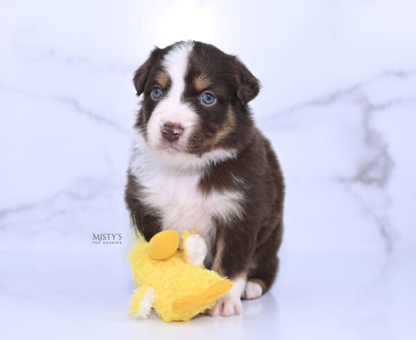 Mini / Toy Australian Shepherd Puppy Rooster